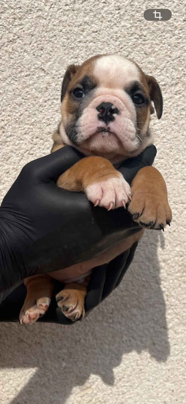 Bulldog Anglais - British Bulls Of Provins