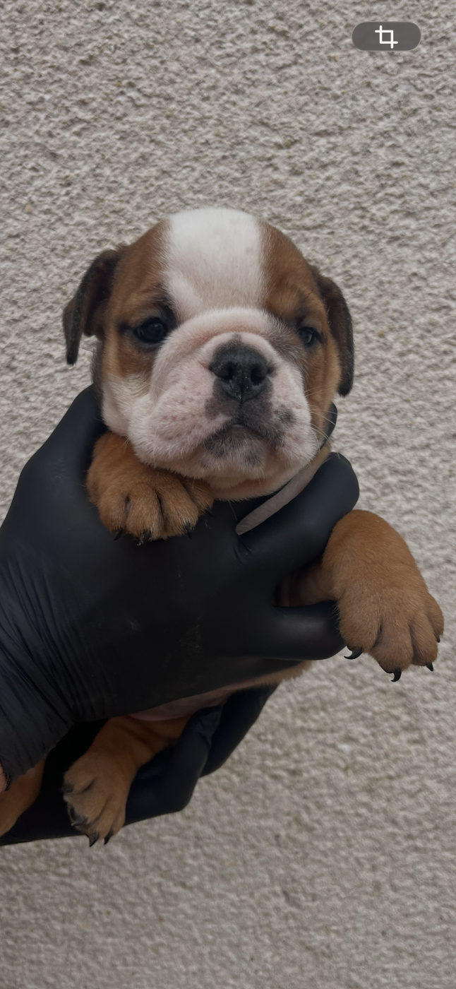 Chiot N°4 - Bulldog Anglais