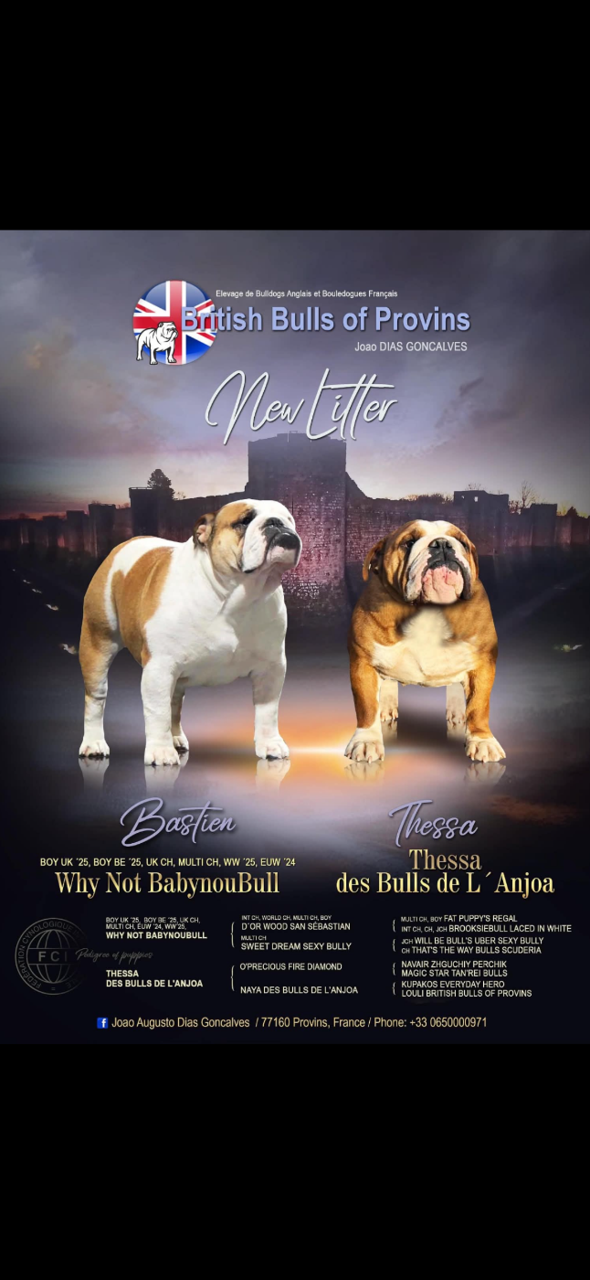 Chiot N°9 - Bulldog Anglais