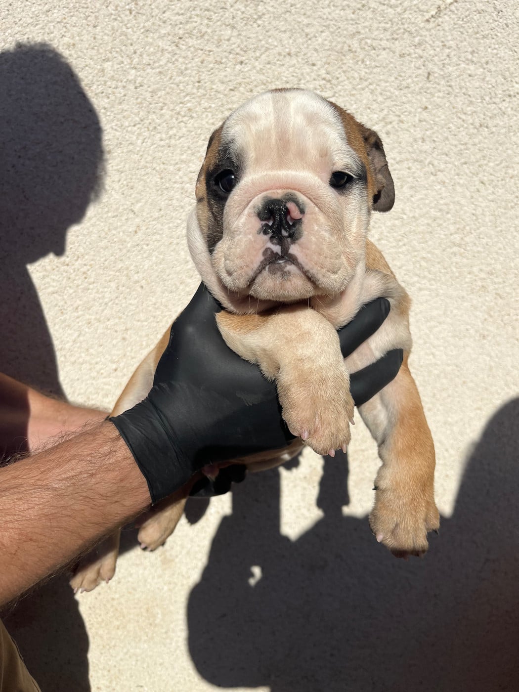 Chiot N°4 - Bulldog Anglais