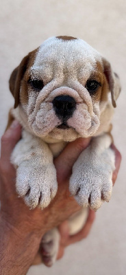 Les chiots de Bulldog Anglais