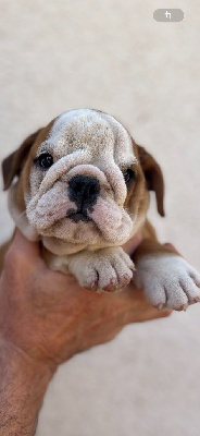 Les chiots de Bulldog Anglais