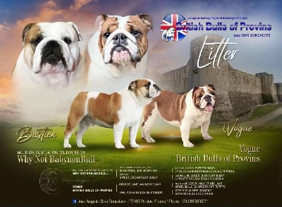Les chiots de Bulldog Anglais