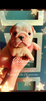 Les chiots de Bulldog Anglais