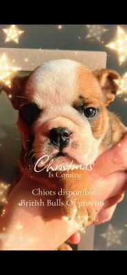 Les chiots de Bulldog Anglais