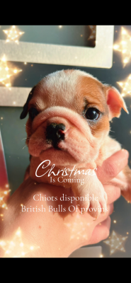 Les chiots de Bulldog Anglais