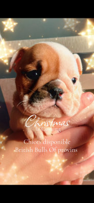 Les chiots de Bulldog Anglais