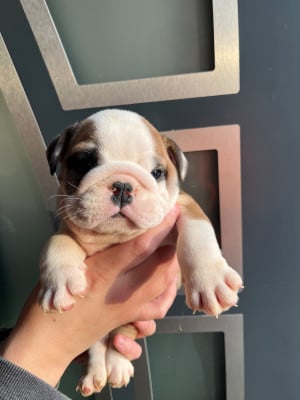 Les chiots de Bulldog Anglais