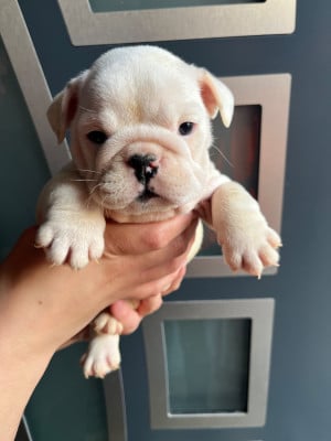 Les chiots de Bulldog Anglais