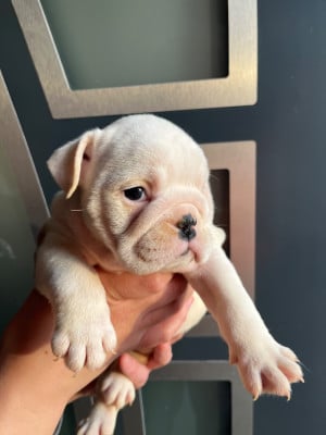 Les chiots de Bulldog Anglais