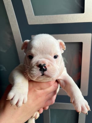 Les chiots de Bulldog Anglais