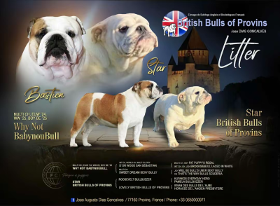 Les chiots de Bulldog Anglais
