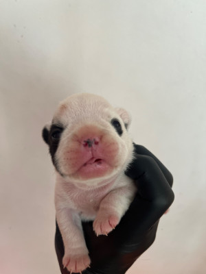 Les chiots de Bouledogue français