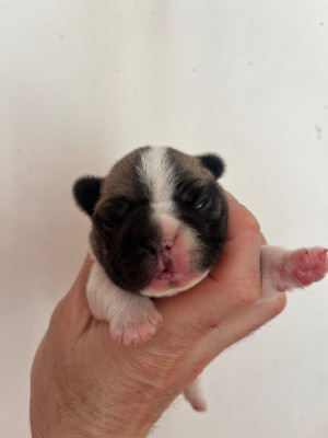 Les chiots de Bouledogue français