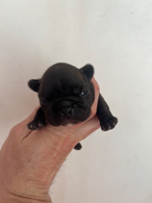 Les chiots de Bouledogue français