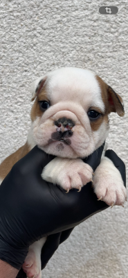 Les chiots de Bulldog Anglais
