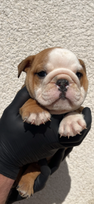 Les chiots de Bulldog Anglais