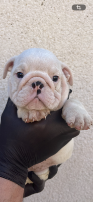 Les chiots de Bulldog Anglais