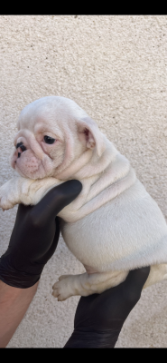 Les chiots de Bulldog Anglais