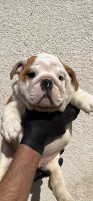 Les chiots de Bulldog Anglais
