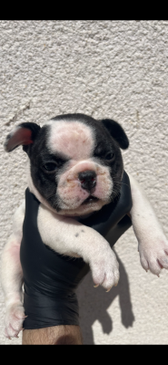 Chiot N°1 - Bouledogue français