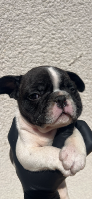 Chiot N°2 - Bouledogue français