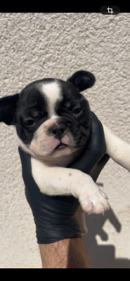 Chiot N°3 - Bouledogue français