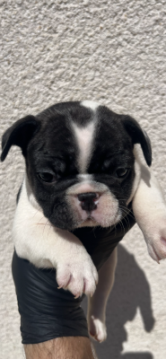 Chiot N°4 - Bouledogue français