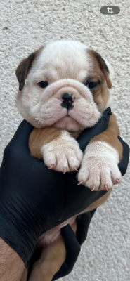 Les chiots de Bulldog Anglais
