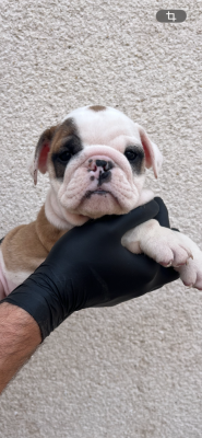Les chiots de Bulldog Anglais