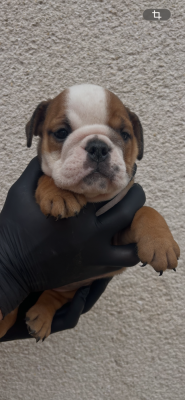 Les chiots de Bulldog Anglais
