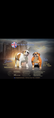 Les chiots de Bulldog Anglais