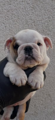 Les chiots de Bulldog Anglais