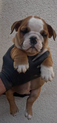Les chiots de Bulldog Anglais