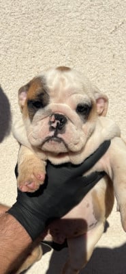 Les chiots de Bulldog Anglais