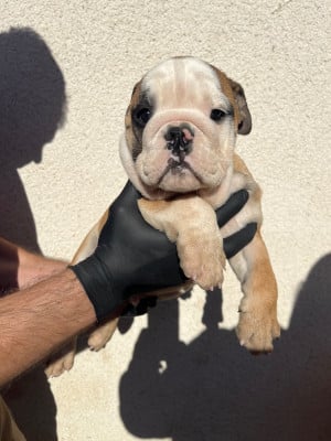 Les chiots de Bulldog Anglais