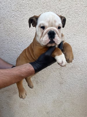 Les chiots de Bulldog Anglais