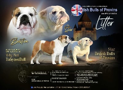 Les chiots de Bulldog Anglais