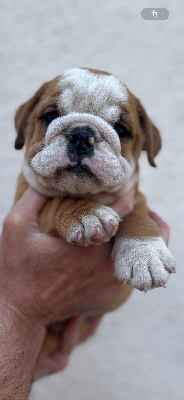 Les chiots de Bulldog Anglais