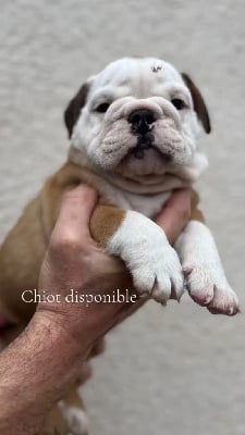 Les chiots de Bulldog Anglais
