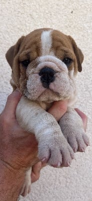 Les chiots de Bulldog Anglais