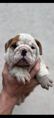 Les chiots de Bulldog Anglais