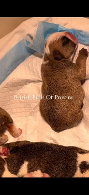 Les chiots de Bulldog Anglais