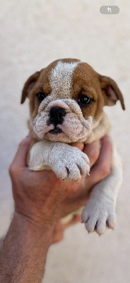 Les chiots de Bulldog Anglais