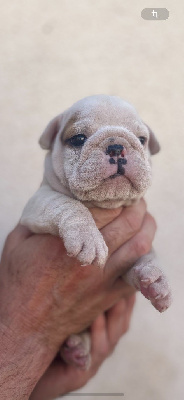 Les chiots de Bulldog Anglais