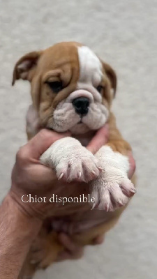 Les chiots de Bulldog Anglais