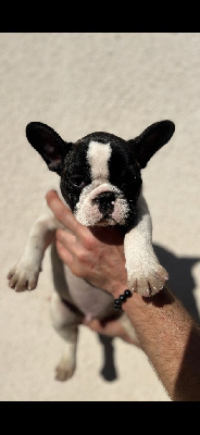 Les chiots de Bouledogue français