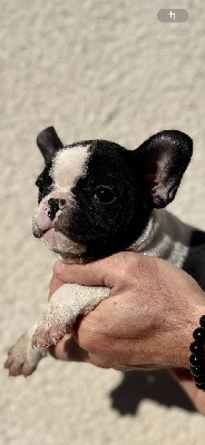 Les chiots de Bouledogue français