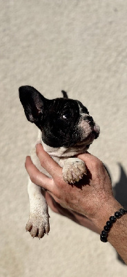 Les chiots de Bouledogue français