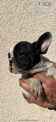 Les chiots de Bouledogue français